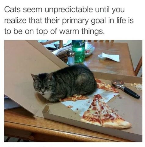 cat-pizza-warm-things