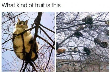 cats-tree-fruit