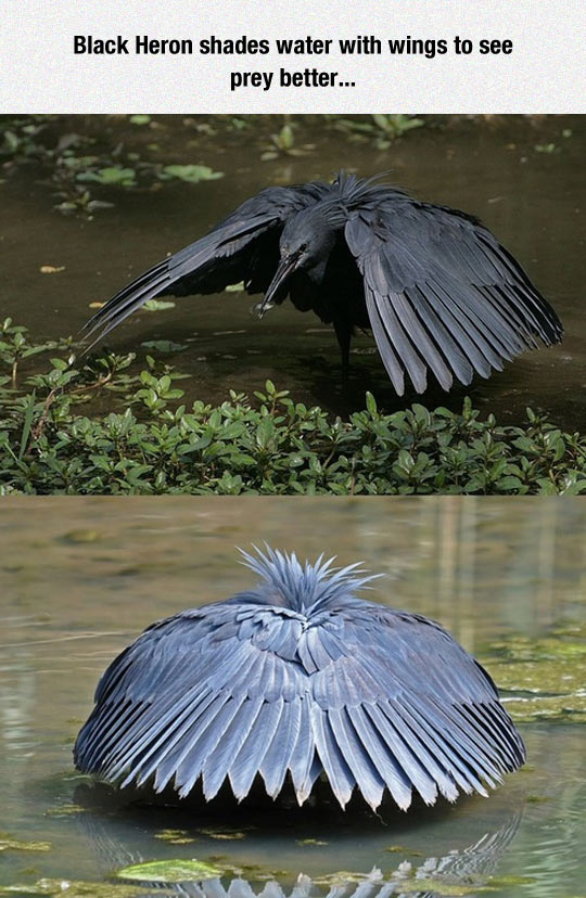 cool-black-heron-wings-shades