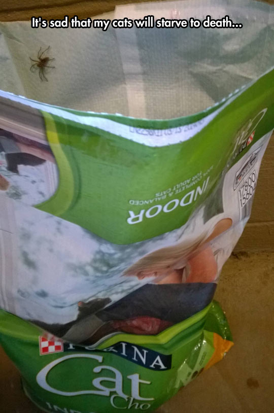 cool-cat-food-spider-bag