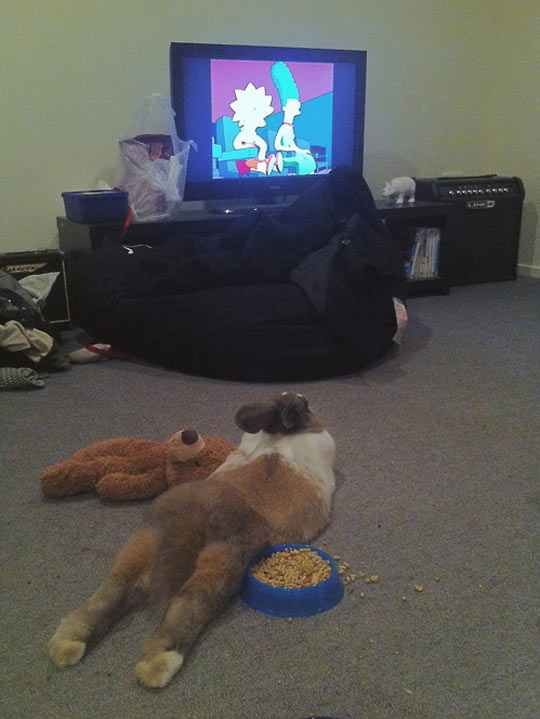 cool-rabbit-watching-tv-sitting-weird