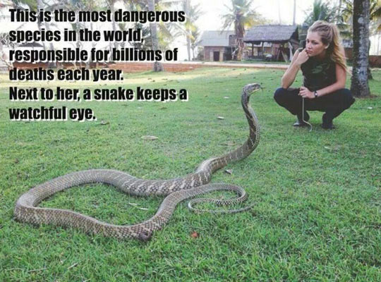 cool-snake-human-deadly-species