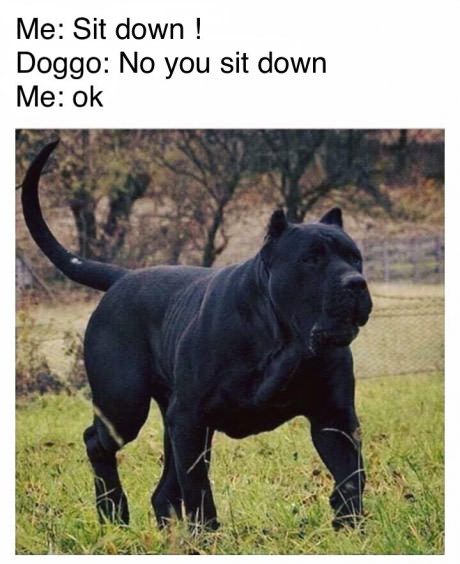 dog-huge-sit-down