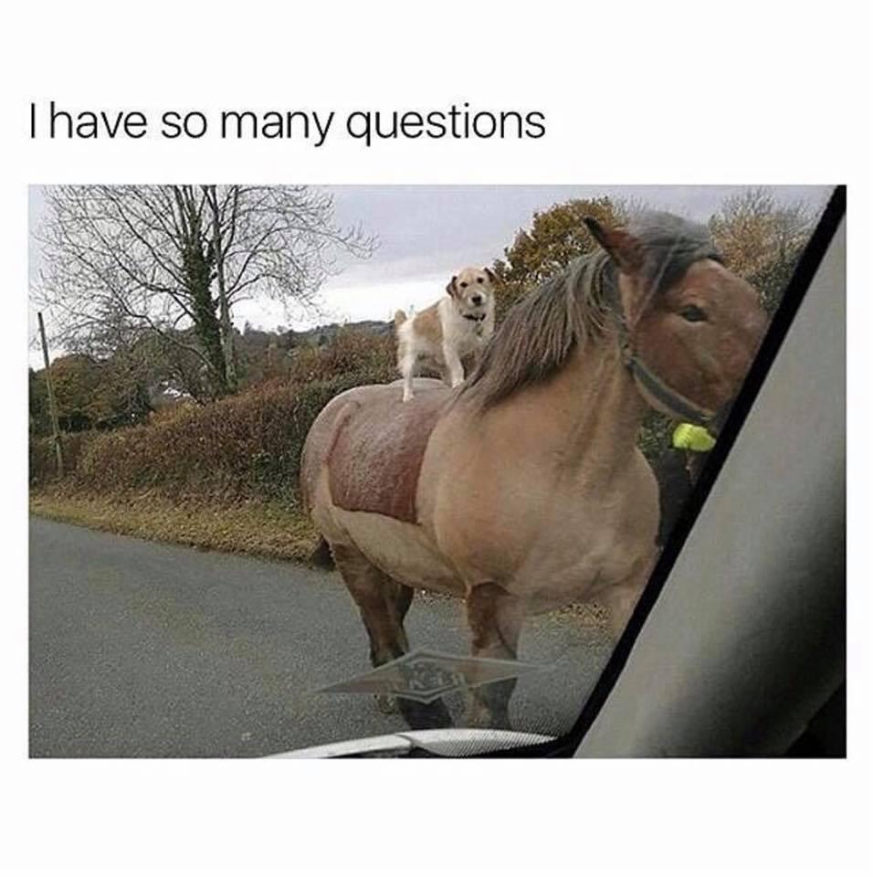 horse-dog-questions